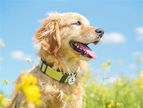 Ehrlichia in Dogs: Symptoms and Treatment - Pet Health MD