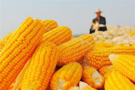 在希望的田野上 | 大豆玉米复合种植 丰产效率高_四川在线