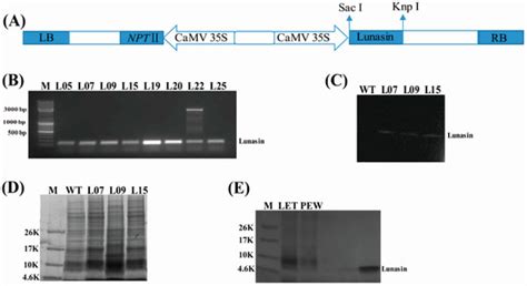 Expression of Bioactive Lunasin Peptide in Transgenic Rice Grains for ...