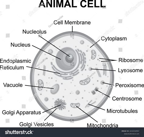 Normal Cell Structure 的图像结果