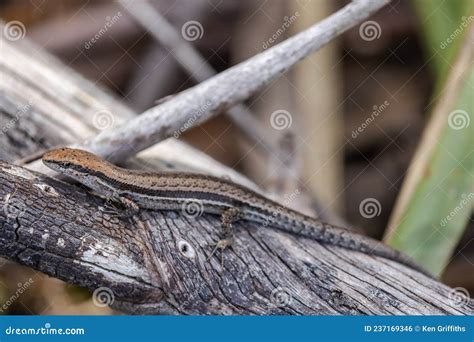 Common Garden Skink stock photo. Image of tree, reptile - 237169346
