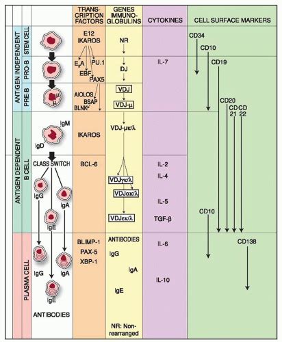 B Lymphocytes | Oncohema Key