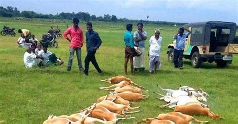Telangana: 26 blackbucks die after reportedly eating pesticide-laced crop