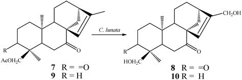 The Remarkable Structural Diversity Achieved in ent-Kaurane Diterpenes ...