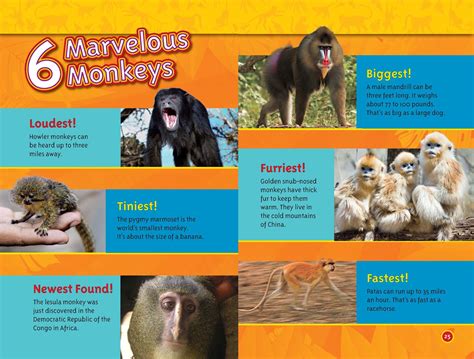 100 Facts About Monkeys: Discover Their Wild Secrets - TheFactsly