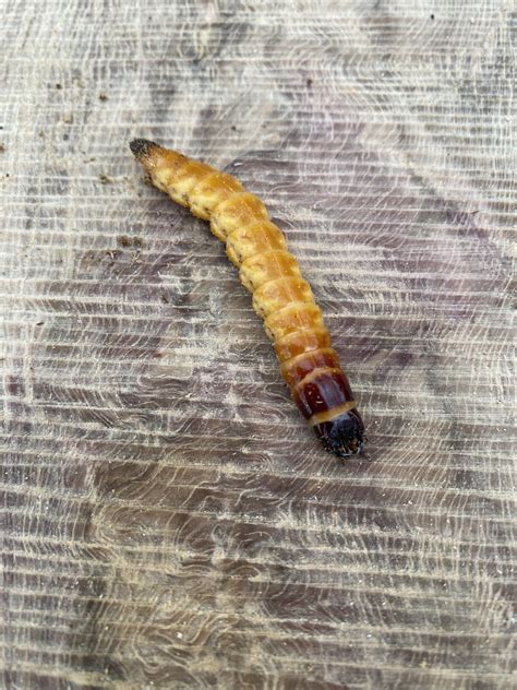 What kind of wood-eating bug is this? Found in Northeast of USA : r/insects