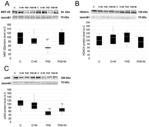 Metformin Attenuates Slow-to-Fast Fiber Shift and Proteolysis Markers ...