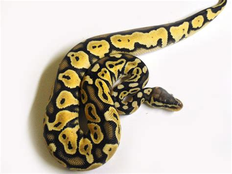 Image result for Lace Ball Python