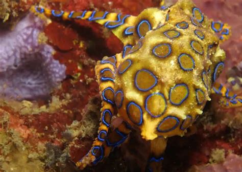 Image result for Blue-Ringed Octopus Behavior