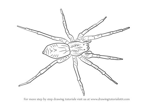 Easy Spider Drawing at PaintingValley.com | Explore collection of Easy ...