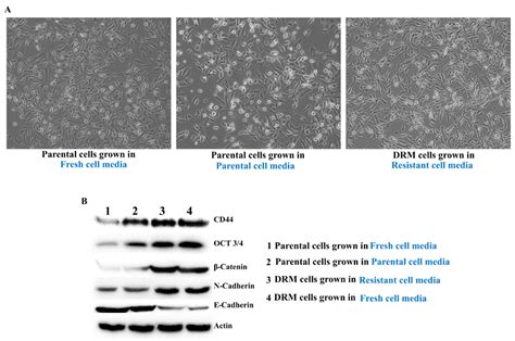 Doxorubicin-Resistant TNBC Cells Exhibit Rapid Growth with Cancer Stem ...