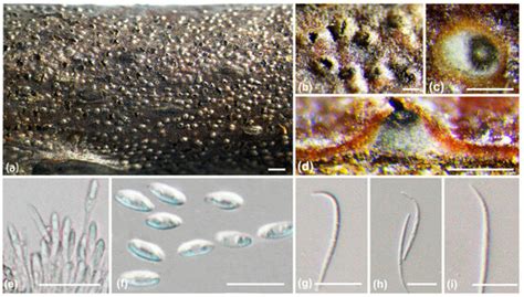 JoF | August 2024 - Browse Articles