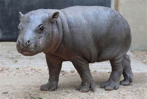 Common Hippopotamus Hippopotamus Amphibius - Earthpedia Animal
