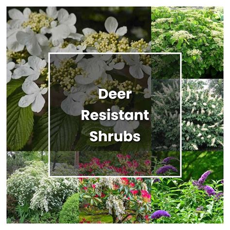 What Plants And Shrubs Are Deer Resistant at Judith Poche blog