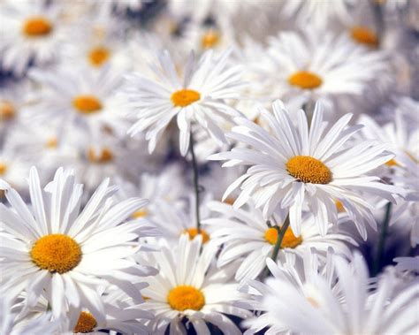 Beautiful White Flowers Wallpapers | HD Wallpapers | ID #5680