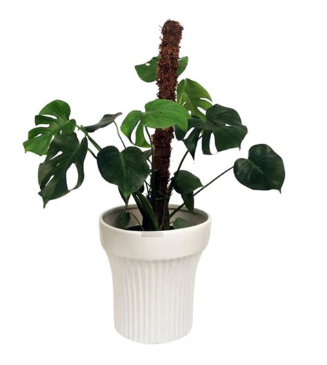 Charcoal Reality Planter — Plan A Plant