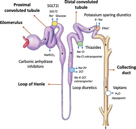 Frontiers | New Insights Into Diuretic Use to Treat Congestion in the ICU: Beyond Furosemide