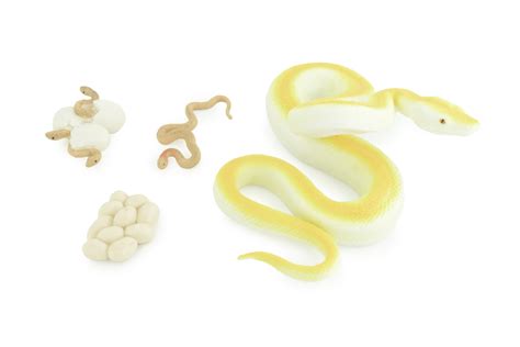 Image result for Python Life Cycle for Kids