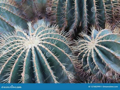 Close-up of Two Golden Barrel Cacti Stock Image - Image of resistant ...