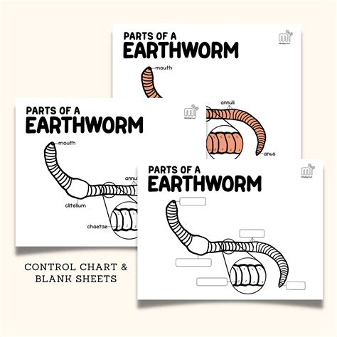 WORMS Zoology Parts of Earthworm Flatworm Roundworm Montessori ...