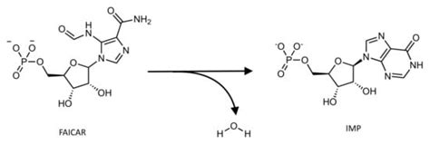 Current Status of the Use of Multifunctional Enzymes as Anti-Cancer ...