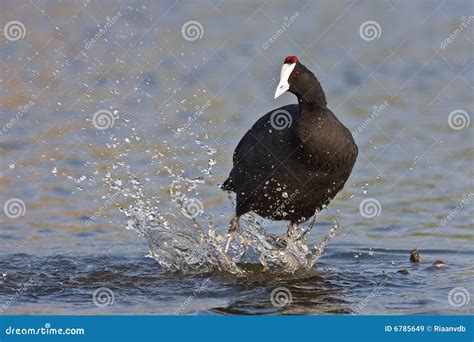 Common Moorhen stock image. Image of safari, gauteng, eyes - 6785649