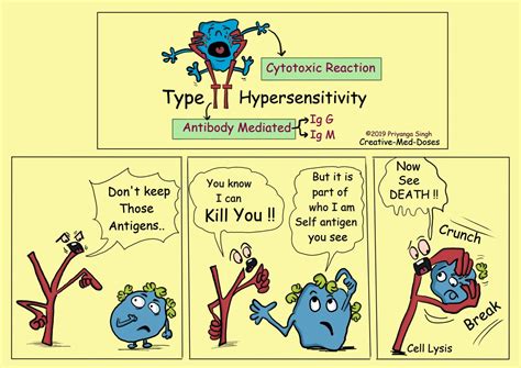 Type II Hypersensitivity-Antibody Mediated - Creative Med Doses