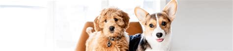 Small Breed Puppy Nutrition Basics - IAMS