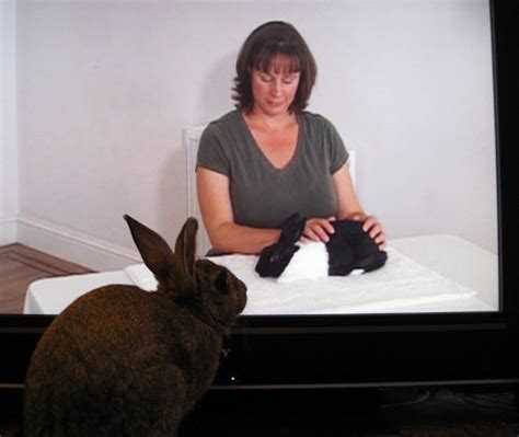 Massage Using Rabbit Fur 的图像结果