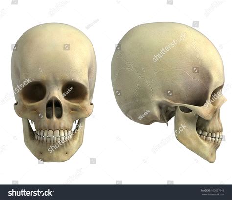 Human Skull Front And Side View
