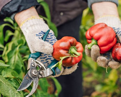 15 Vegetables To Plant In May For A Delicious Summer Bounty | Gardening Know How