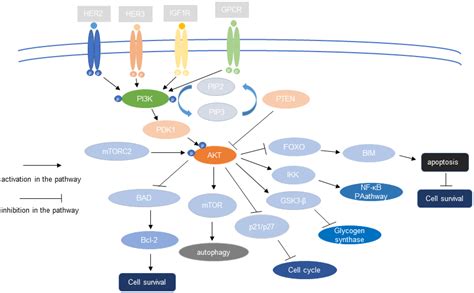 Image result for PI3K Pathway