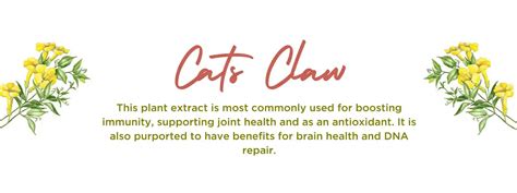 Cat's claw - Health Benefits, Uses and Important Facts - PotsandPans India