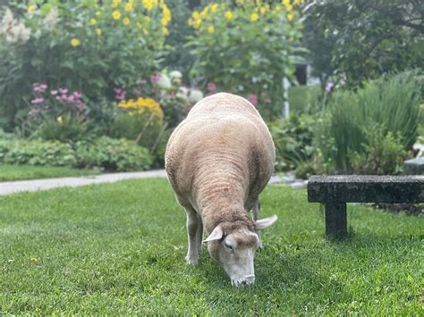 GOLDEN STAGE INN (Proctorsville) - Inn Reviews, Photos, Rate Comparison ...