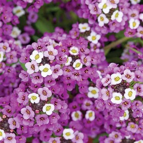 Alyssum Royal Carpet Blue Seeds – Fragrant Blue Carpet Blooms for Beds ...