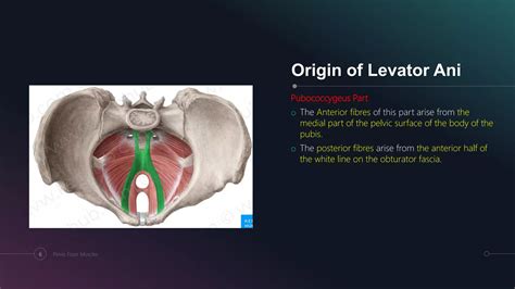 Top Spasm Of Pelvic Floor Muscles You’ll Love