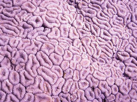 Ningaloo Reef Dive (Coral Bay) - All You Need to Know BEFORE You Go