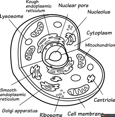How To Color A Cell