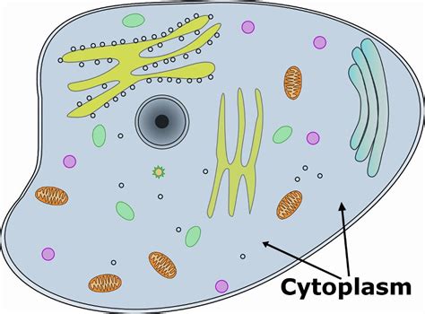 Image result for Structure and Function of Cytoplasm