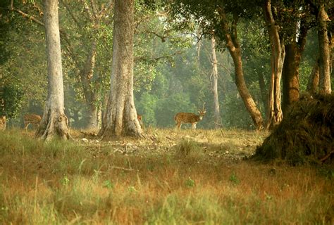 Kanha National Park | The Adventurer's Delight