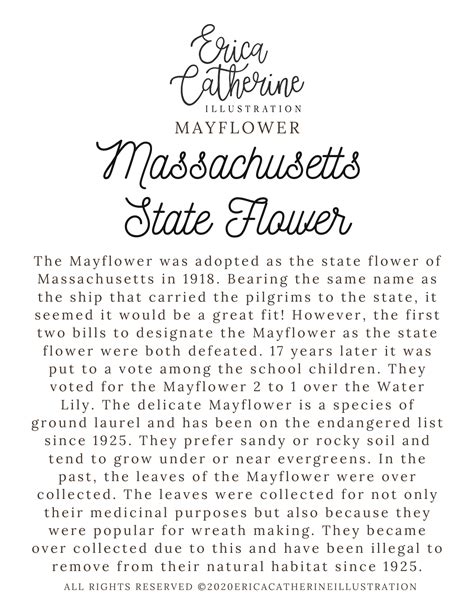 Massachusetts State Flower Map Vinyl Sticker – Erica Catherine