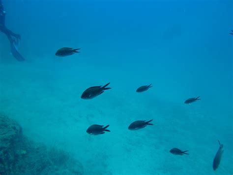 August 2019 Diving and Trip to Ayvalık Album 2 - Nereids Dive Center