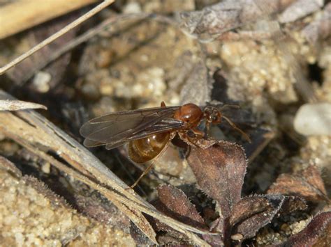Winter Ant (Prenolepis imparis) - BiodiversityWorks