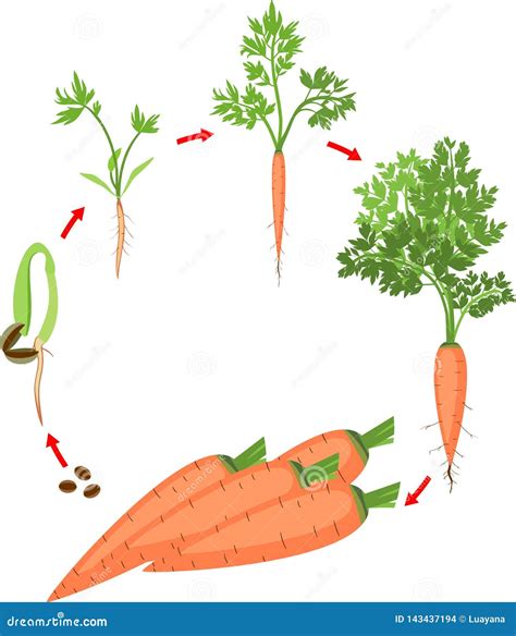 Life Cycle of Carrot Plant. Stages of Growth from Seed and Sprout To ...