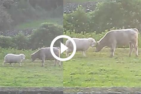 Viral Video: Nice Sheep Tries to Fight Baby Bull, Ends Up Cutely ...