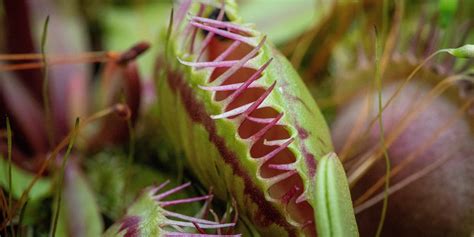 Plants that eat animals: They're out there - Science Musings