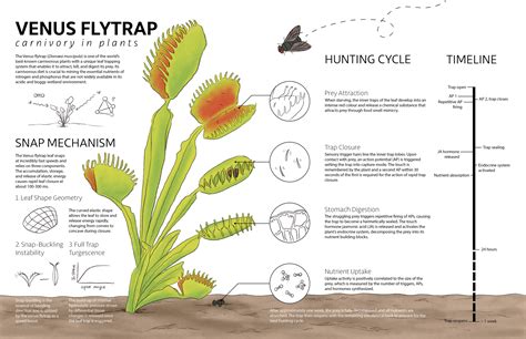 Venus Fly Trap Diagram Labeled