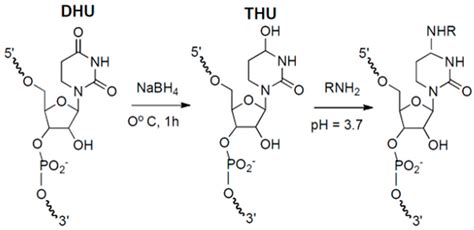 Site-Specific Fluorescent Labeling of RNA Interior Positions