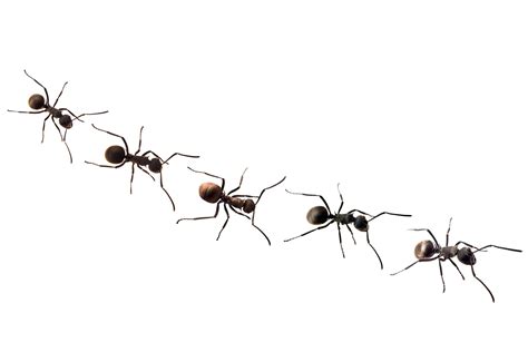 Free Marching Ants Cliparts, Download Free Marching Ants Cliparts png ...