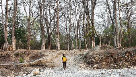 Ecotourism Expansion Concerns: Rising Tiger Attacks in Ramnagar Villages